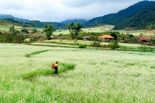 Moc Chau in November: Discover the Dreamy White Mustard Flower Season in Northern Vietnam | Travel Guide